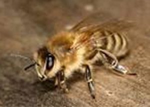 brown bee
