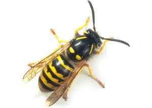 wasp